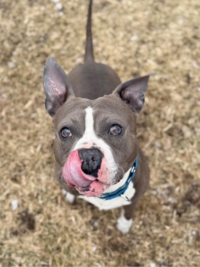 Enlarge Buggzy, a Adoptable mixed breed in Peru, NY image 6/6