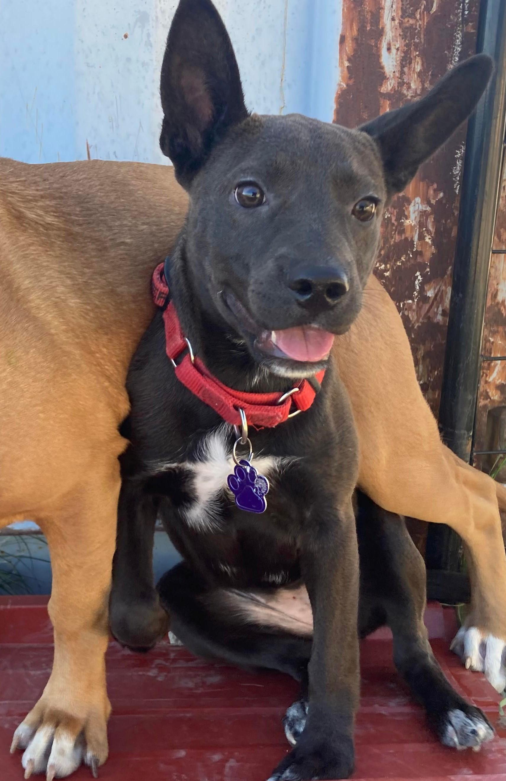 Adrianna, Adopted, Adult Female Australian Cattle Dog / Blue Heeler & American Staffordshire Terrier.