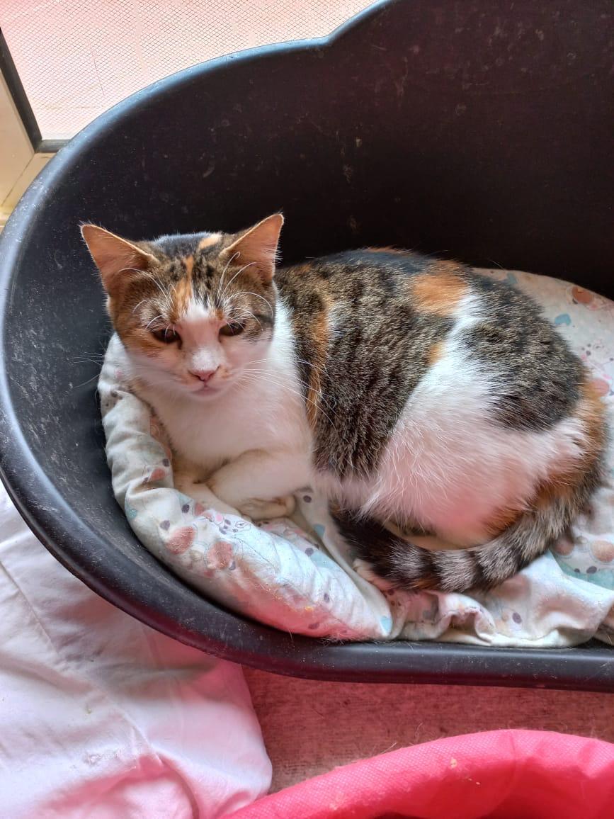 Rosie Posie