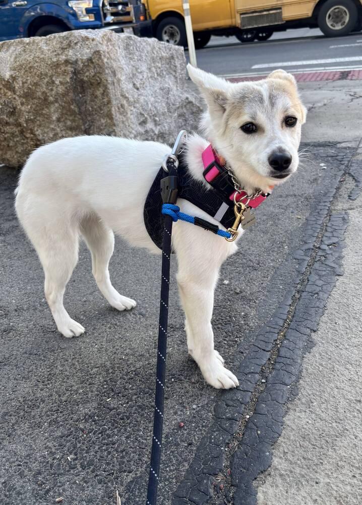 Enlarge Zzokpa, a Adoptable mixed breed in Long Island City, NY image 1/5