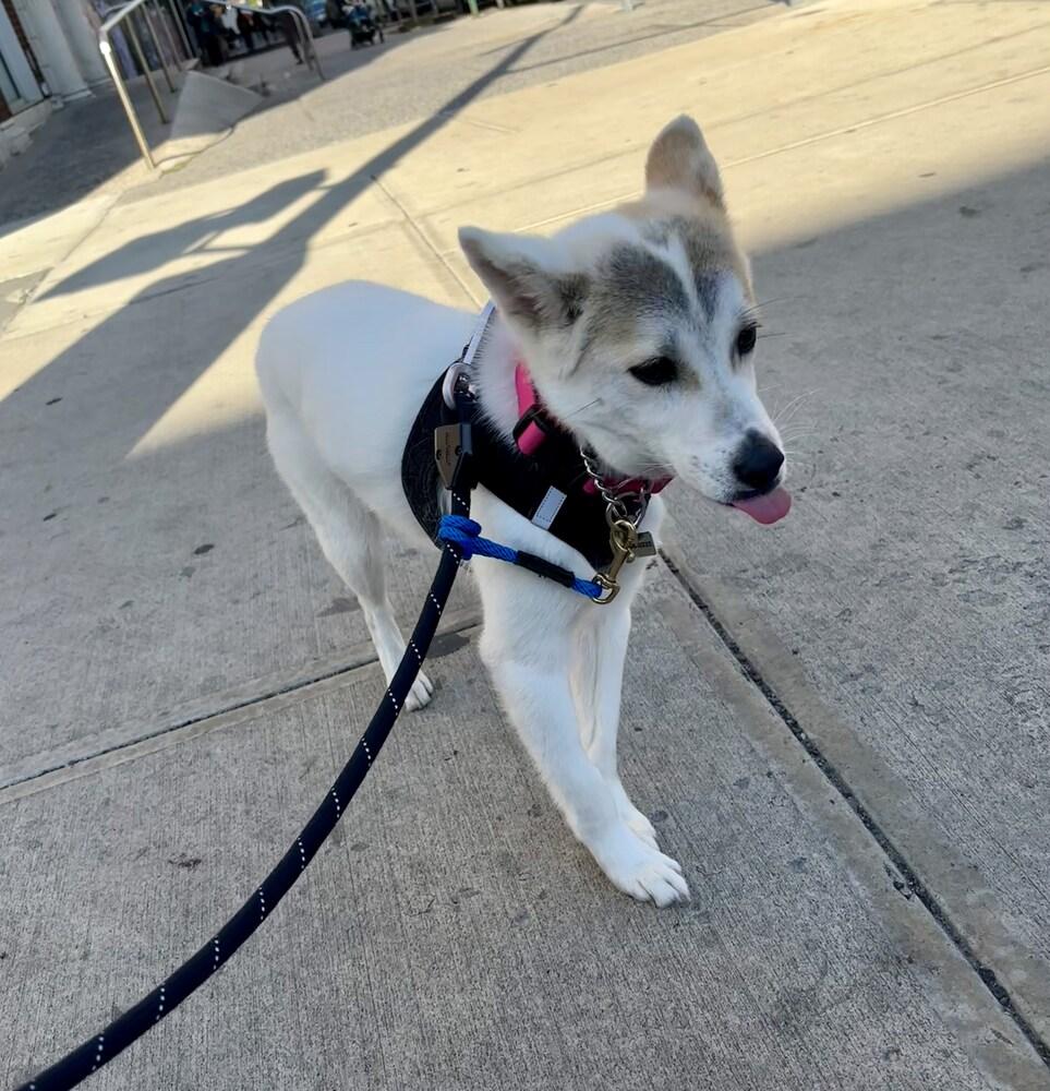 Enlarge Zzokpa, a Adoptable mixed breed in Long Island City, NY image 2/5