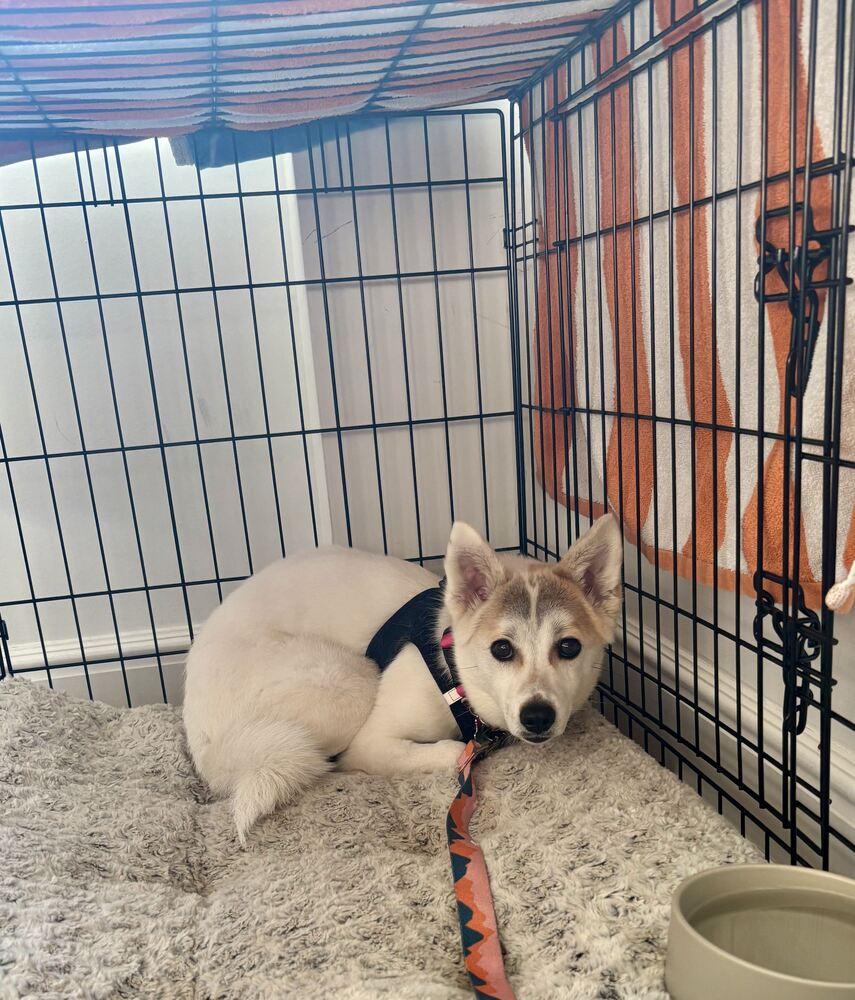 Enlarge Zzokpa, a Adoptable mixed breed in Long Island City, NY image 3/5