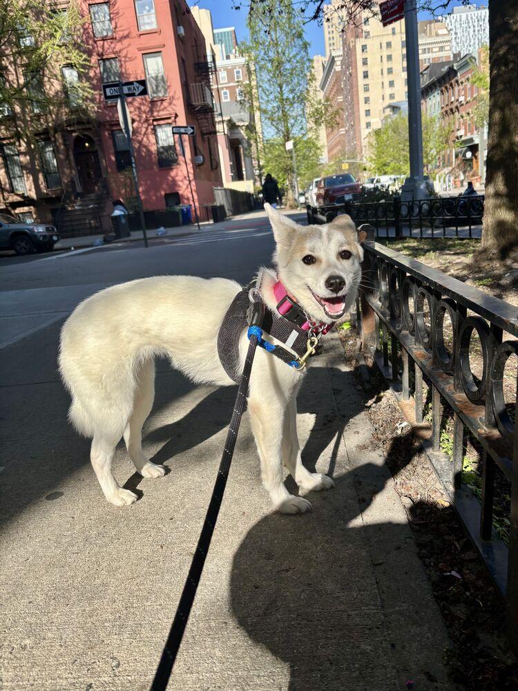 Enlarge Zzokpa, a Adoptable mixed breed in Long Island City, NY image 4/5