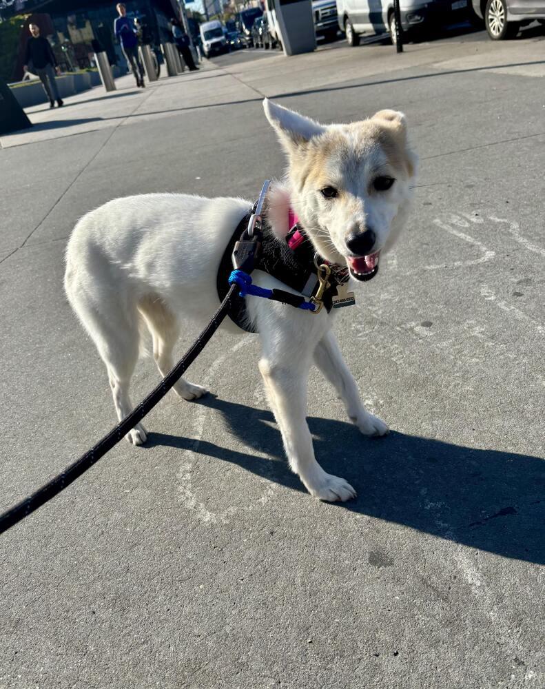 Enlarge Zzokpa, a Adoptable mixed breed in Long Island City, NY image 5/5