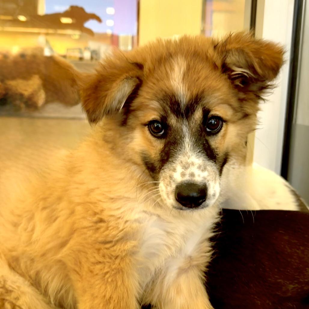 Palworld, Adoptable, Puppy Female Mixed Breed.