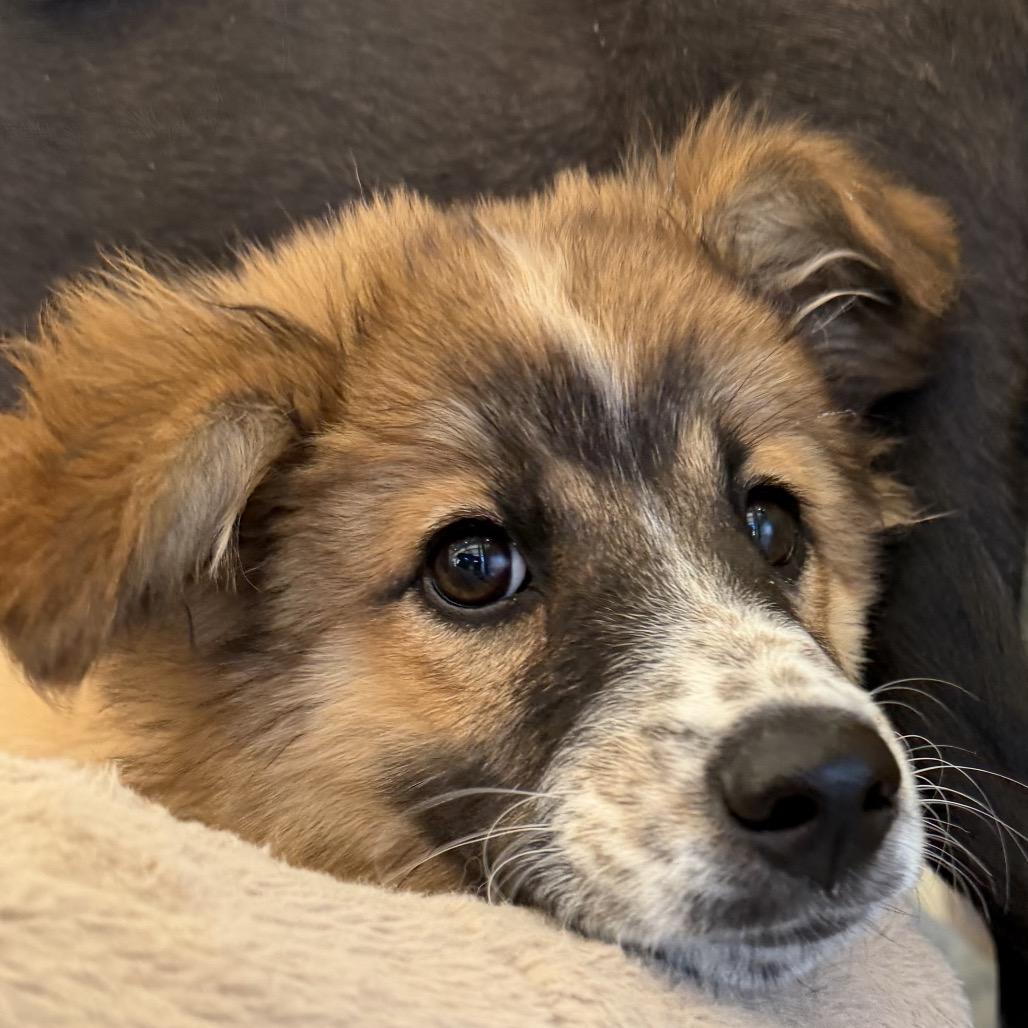 Palworld, a Adoptable Mixed Breed in Park City, UT image 2/6