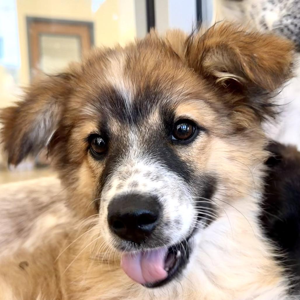 Palworld, a Adoptable Mixed Breed in Park City, UT image 3/6