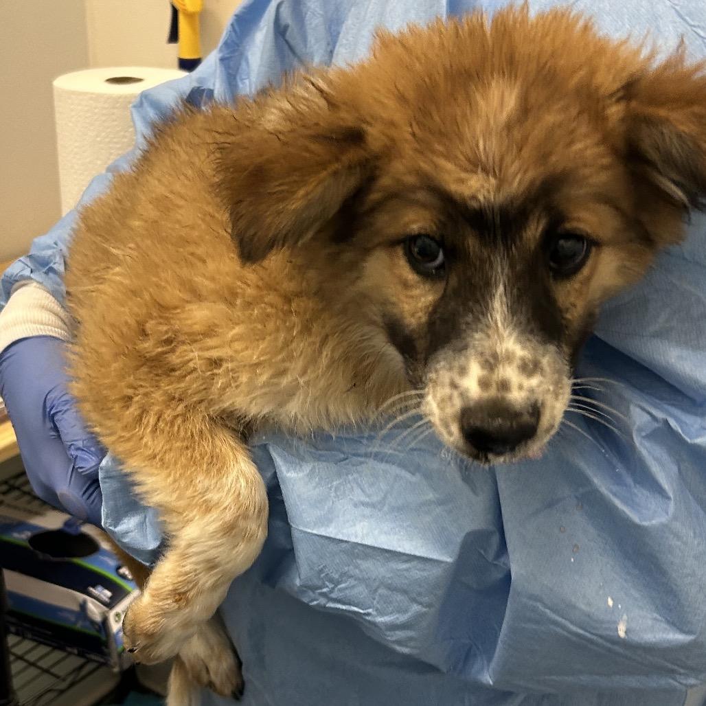 Palworld, a Adoptable Mixed Breed in Park City, UT image 4/6