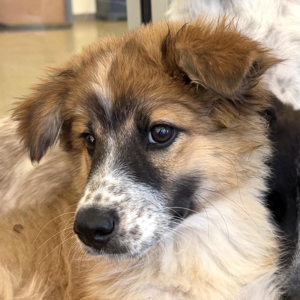 Palworld, a Adoptable Mixed Breed in Park City, UT image 6/6