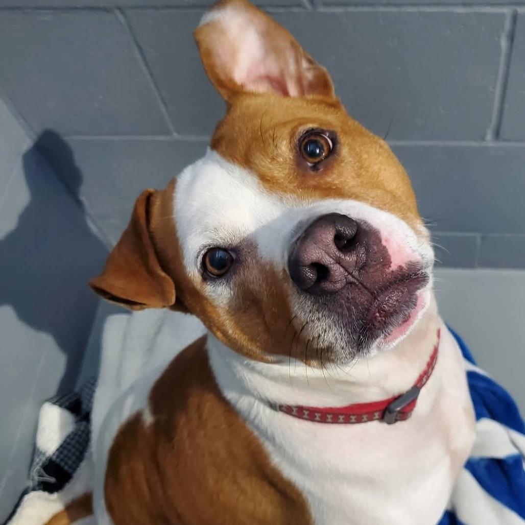 Enlarge Hank, a Adoptable Pit Bull Terrier in Mondovi, WI image 1/1