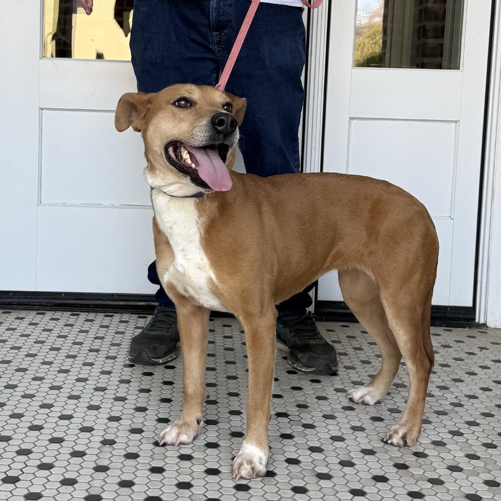 Dingo, Adoptable, Adult Female Pit Bull Terrier & Labrador Retriever.