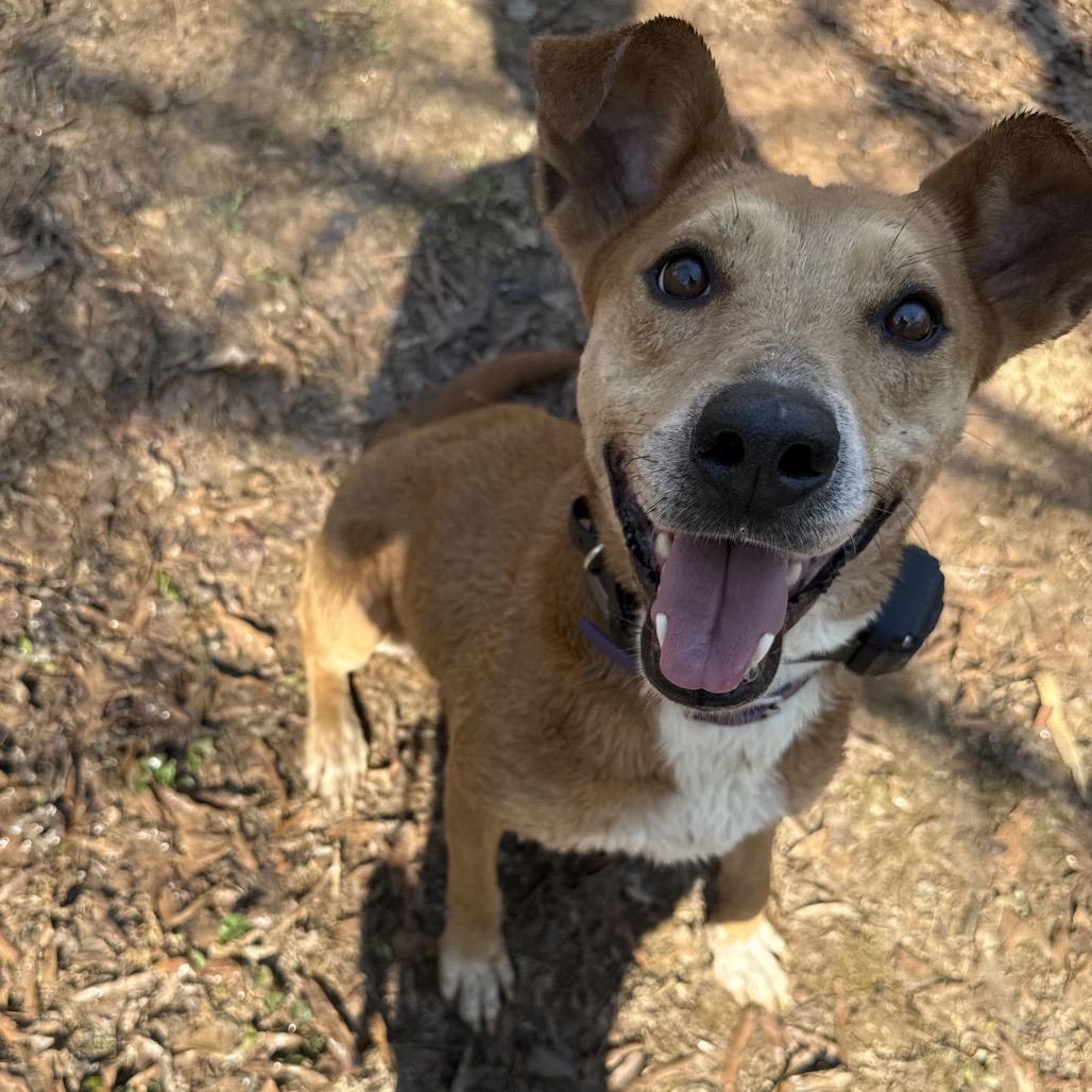 Enlarge Dingo, a Adoptable mixed breed in Fayetteville, GA image 2/2
