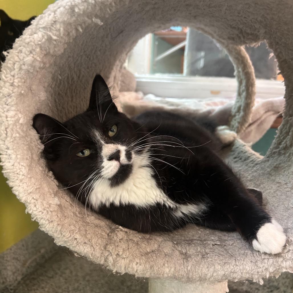 Barbikiu, Adoptable, Young Male Domestic Medium Hair.