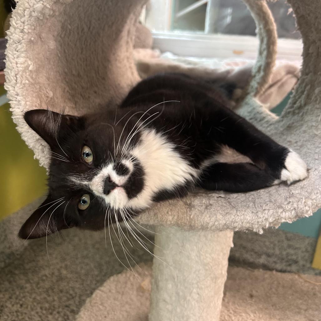 Enlarge Barbikiu, a Adoptable Domestic Medium Hair in Fresno, CA image 2/2
