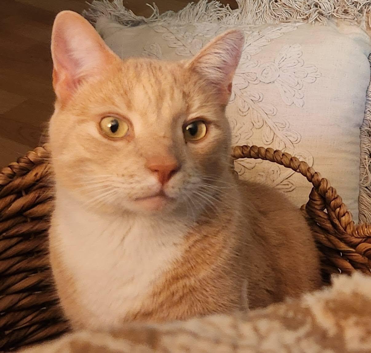 MANGO, ADOPTABLE, Young Male Domestic Medium Hair.
