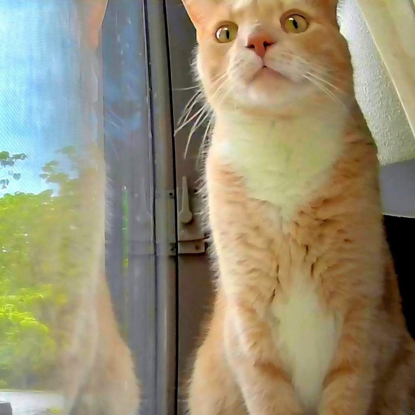 Enlarge MANGO, a ADOPTABLE Domestic Medium Hair in Granby, CT image 2/6