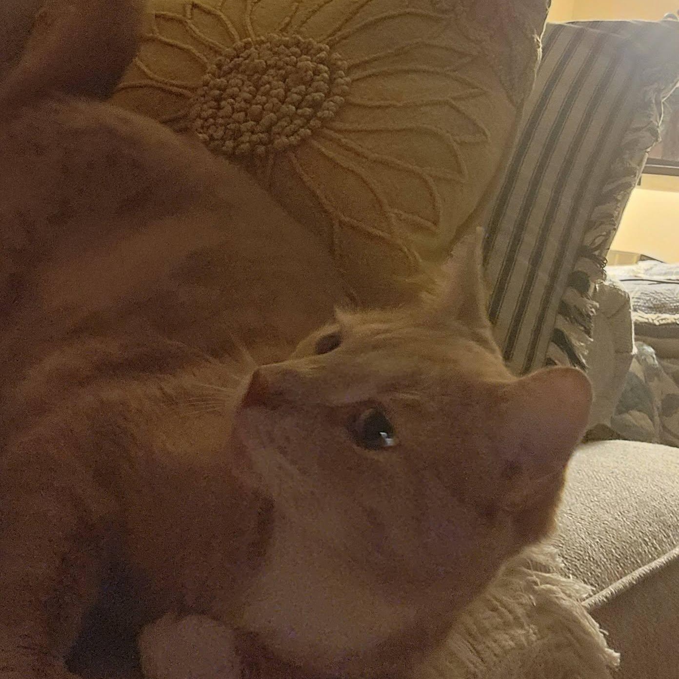 Enlarge MANGO, a ADOPTABLE Domestic Medium Hair in Granby, CT image 5/6