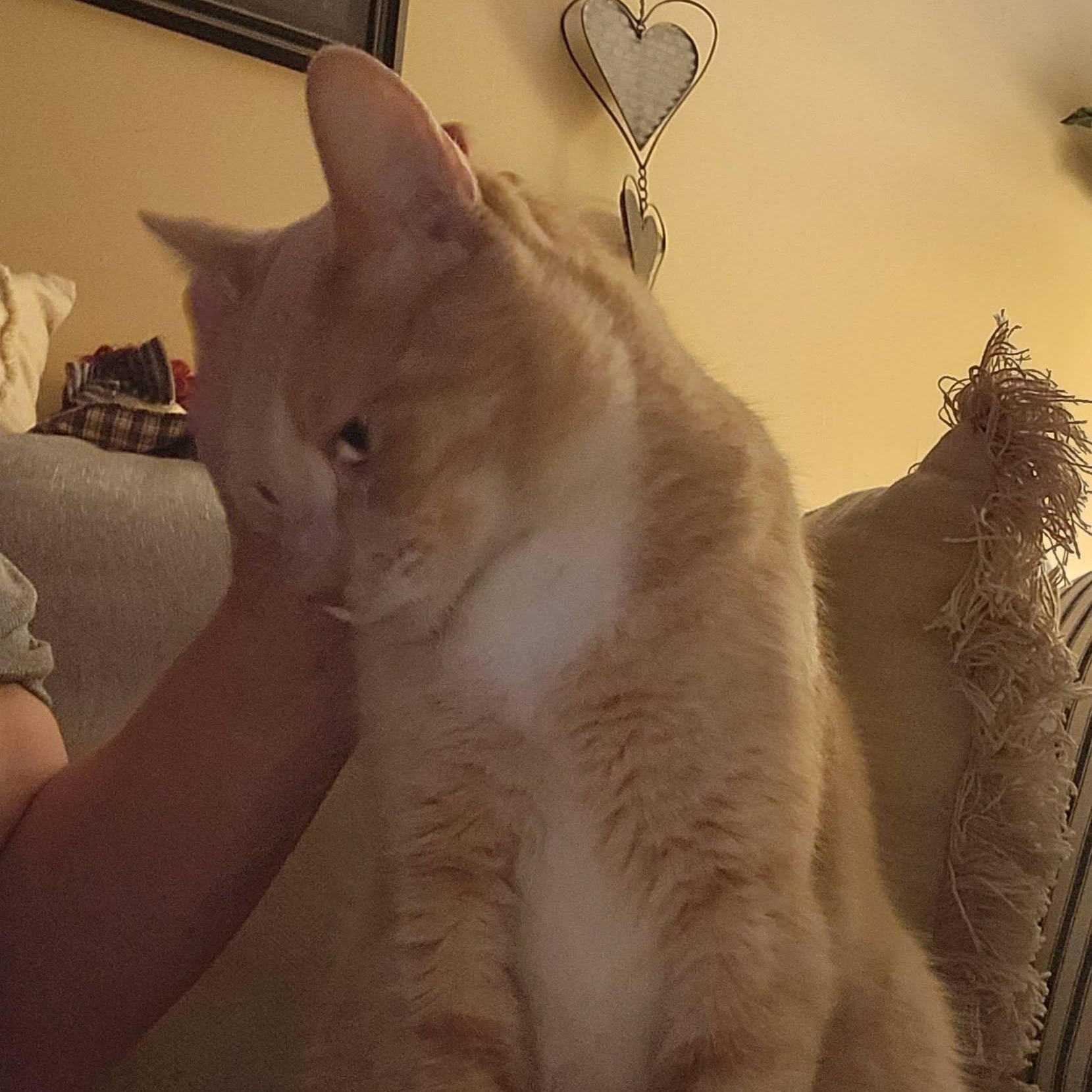 Enlarge MANGO, a ADOPTABLE Domestic Medium Hair in Granby, CT image 3/6