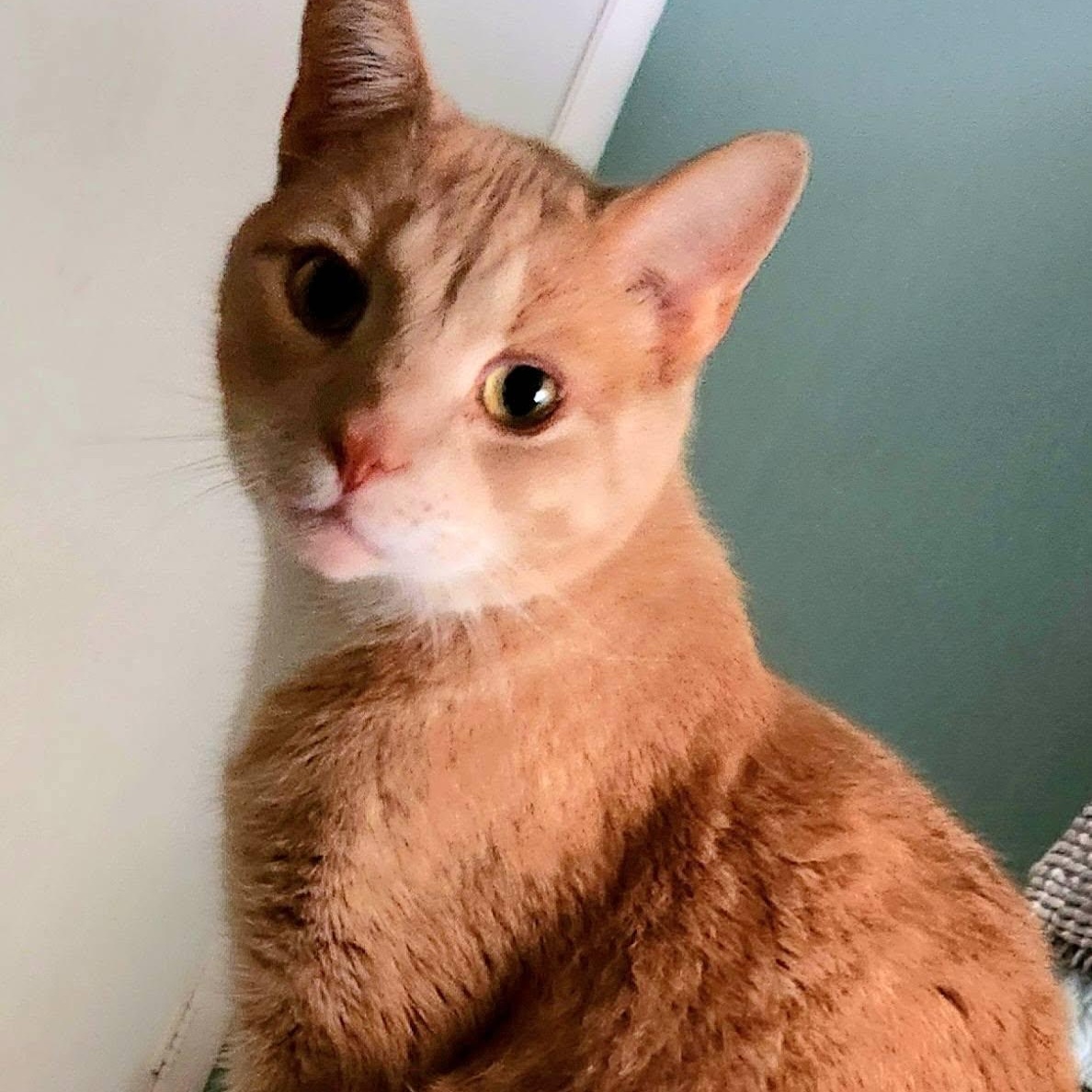 Enlarge MANGO, a ADOPTABLE Domestic Medium Hair in Granby, CT image 4/6