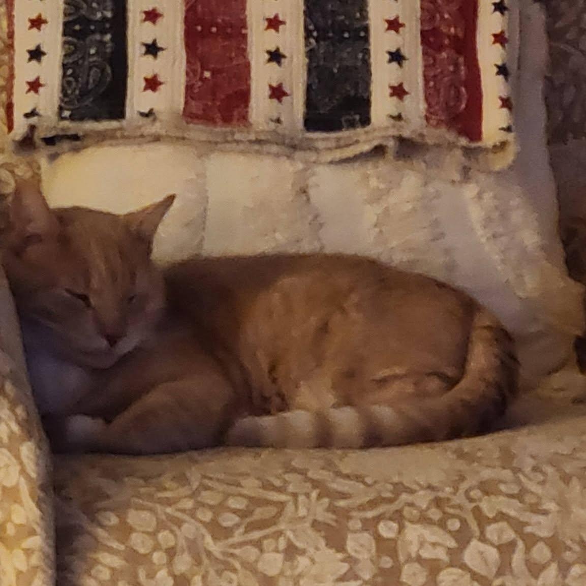 Enlarge MANGO, a ADOPTABLE Domestic Medium Hair in Granby, CT image 6/6