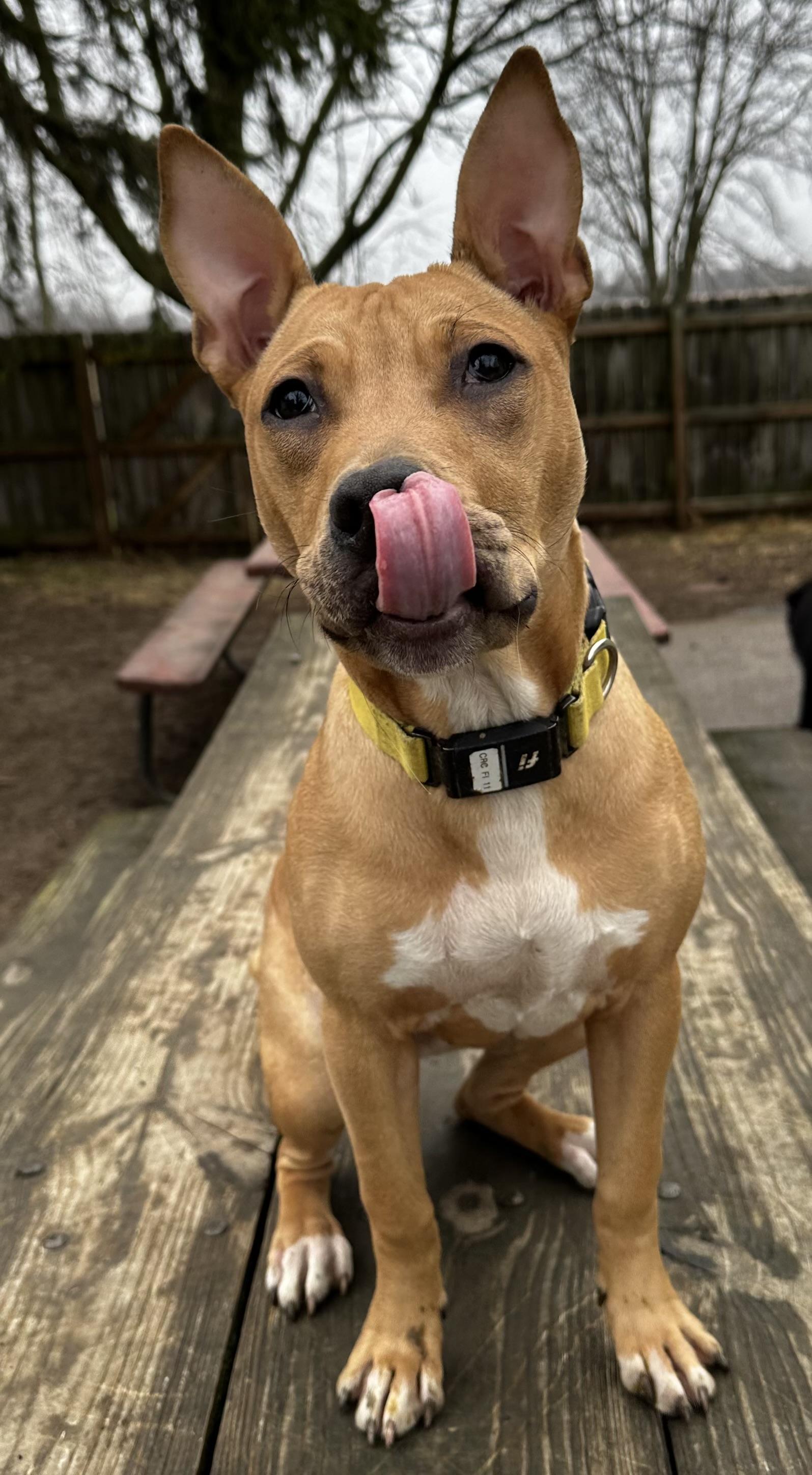 Enlarge Pennsylvania , a ADOPTABLE mixed breed in Columbus, OH image 2/5