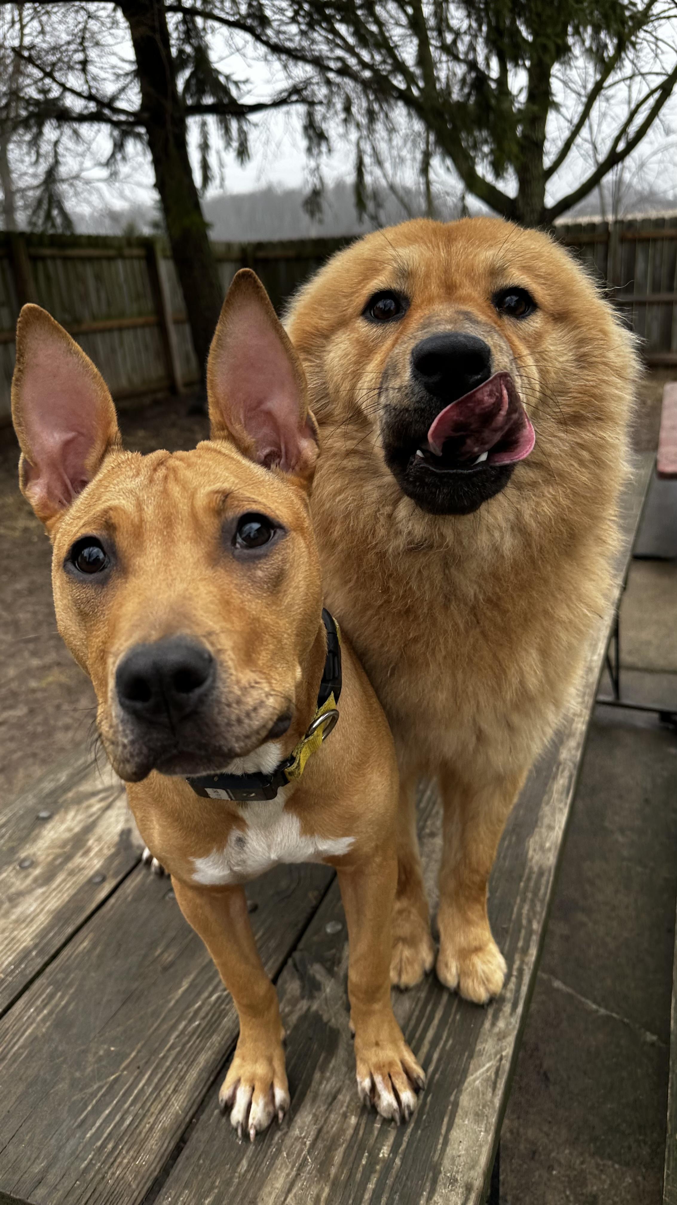 Enlarge Pennsylvania , a ADOPTABLE mixed breed in Columbus, OH image 4/5