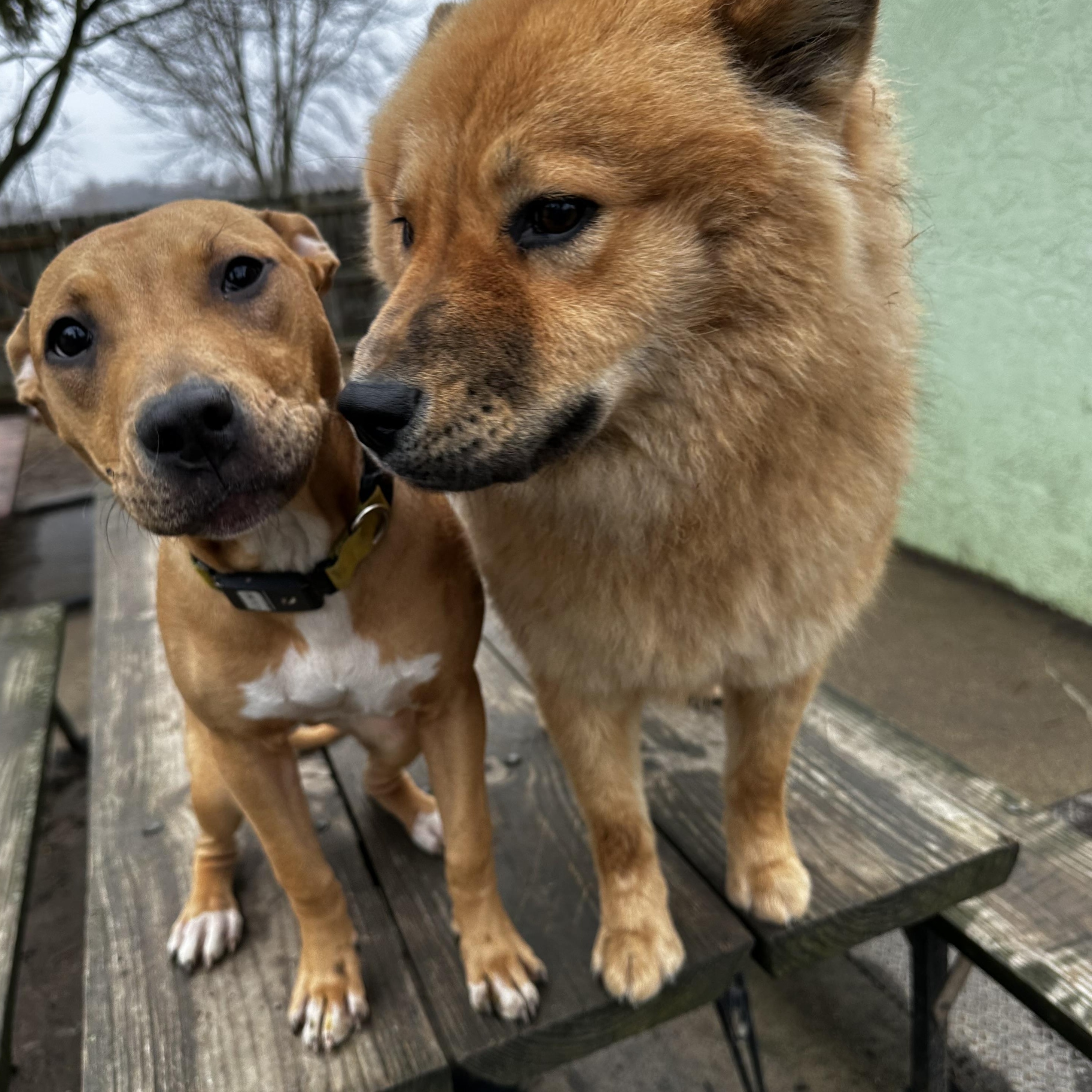 Enlarge Pennsylvania , a ADOPTABLE mixed breed in Columbus, OH image 3/5