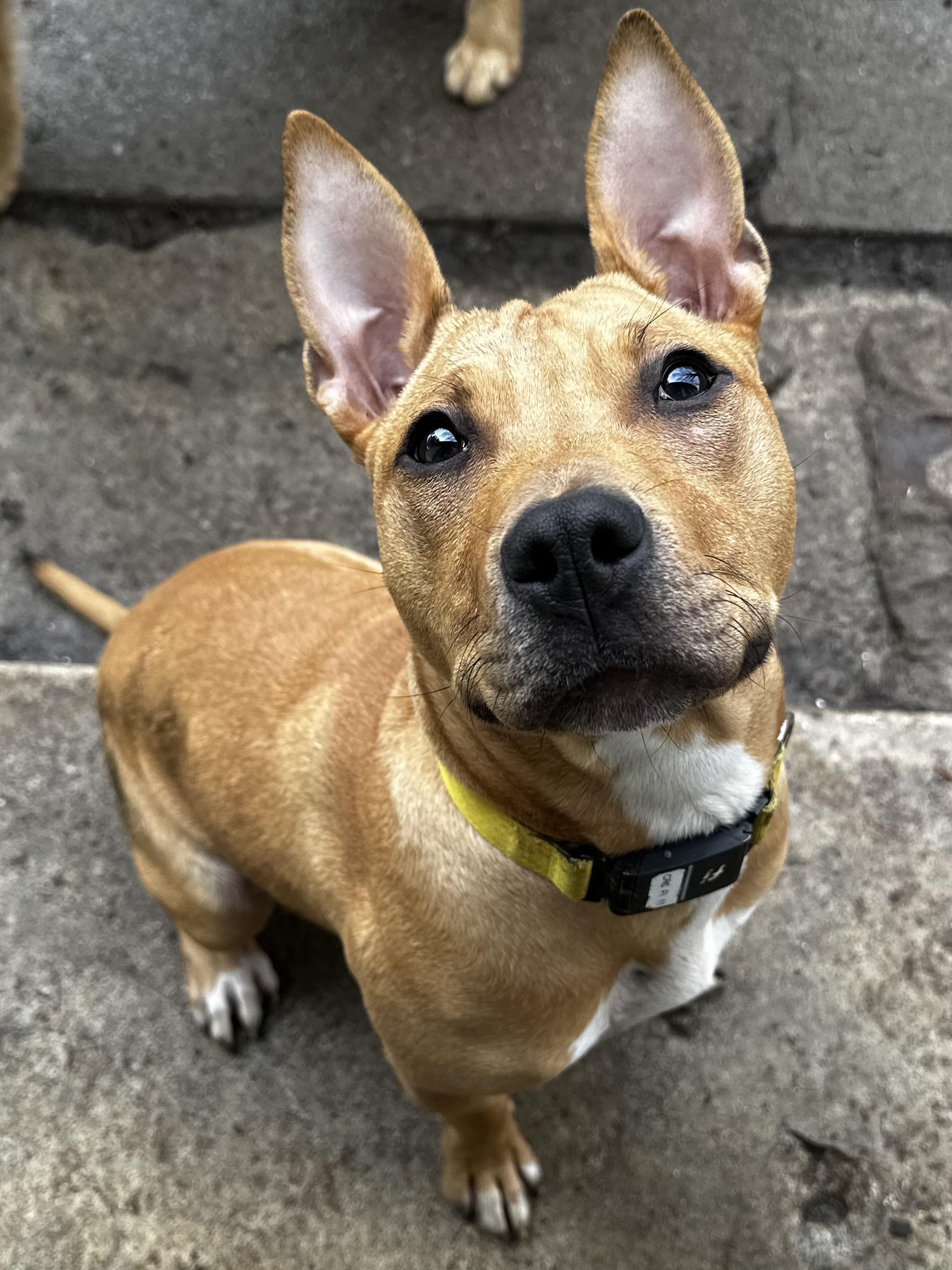 Pennsylvania , ADOPTABLE, Young Female Mixed Breed.