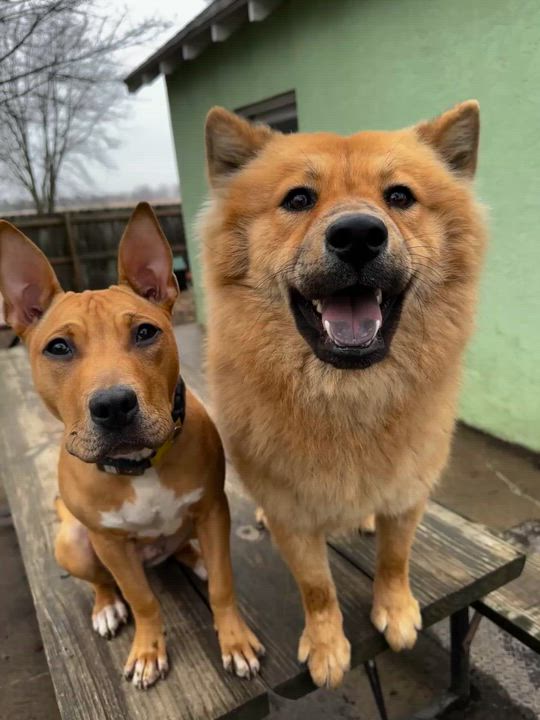 Enlarge Pennsylvania , a ADOPTABLE mixed breed in Columbus, OH video 5/5