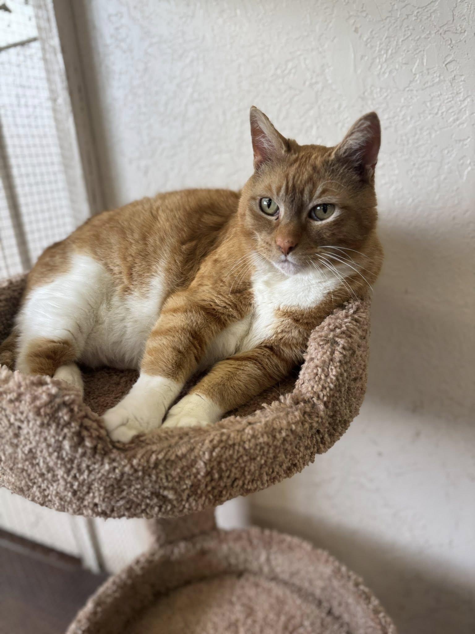 Lasagna, an adopted Domestic Short Hair in Prineville, OR_image-1