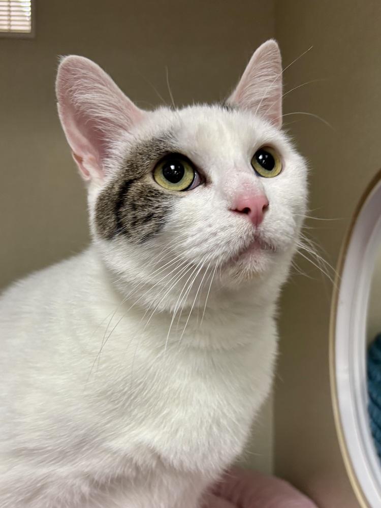 Enlarge Daffodil, a Adoptable Domestic Short Hair in Chicago, IL image 1/6