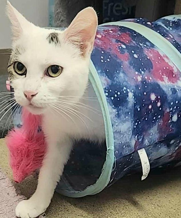 Daffodil, Adoptable, Young Female Domestic Short Hair.