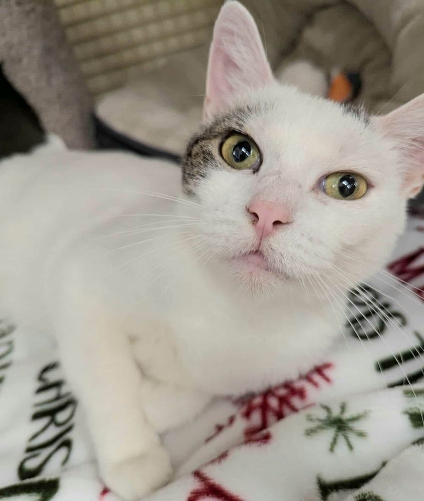 Enlarge Daffodil, a Adoptable Domestic Short Hair in Chicago, IL image 3/6