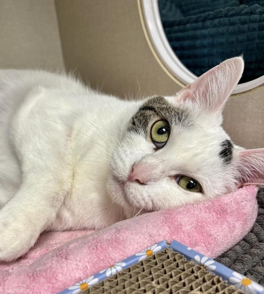 Enlarge Daffodil, a Adoptable Domestic Short Hair in Chicago, IL image 4/6