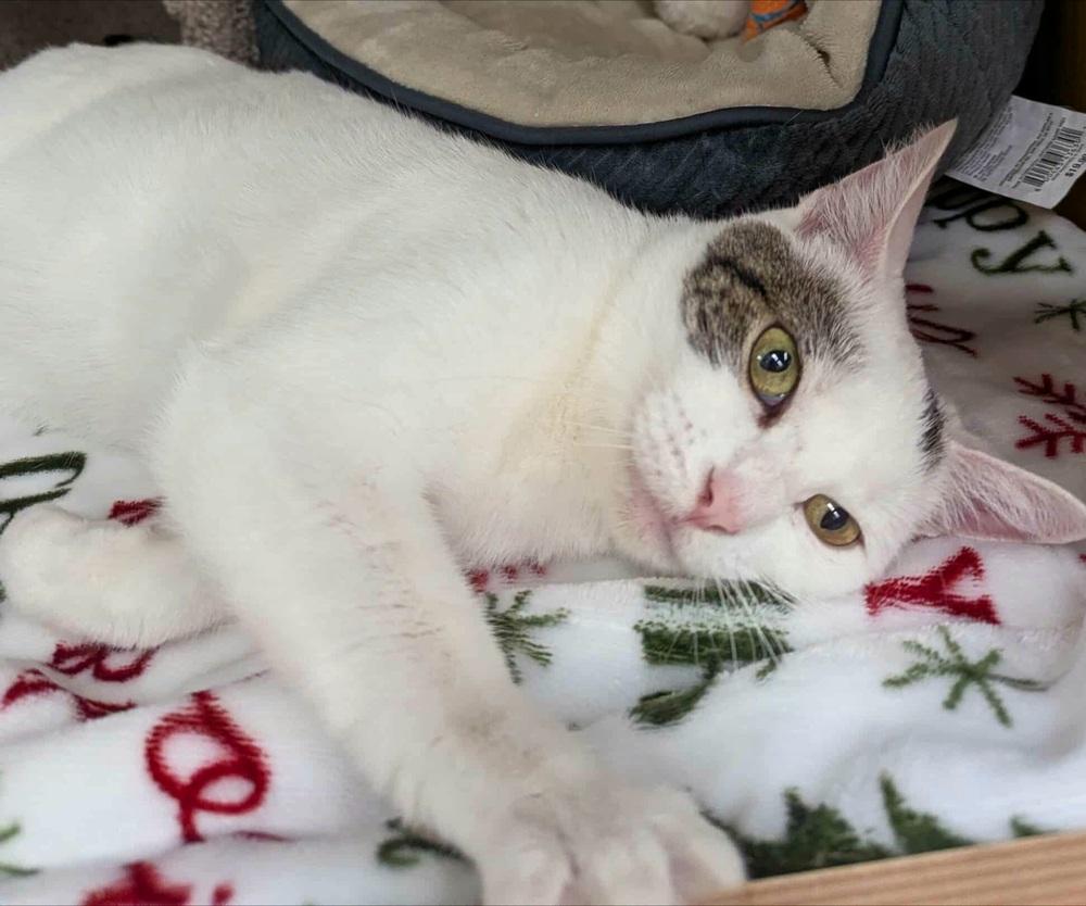 Enlarge Daffodil, a Adoptable Domestic Short Hair in Chicago, IL image 4/6