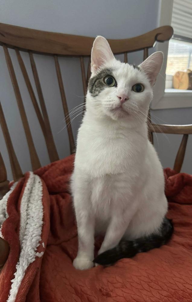 Enlarge Daffodil, a Adoptable Domestic Short Hair in Chicago, IL image 5/6