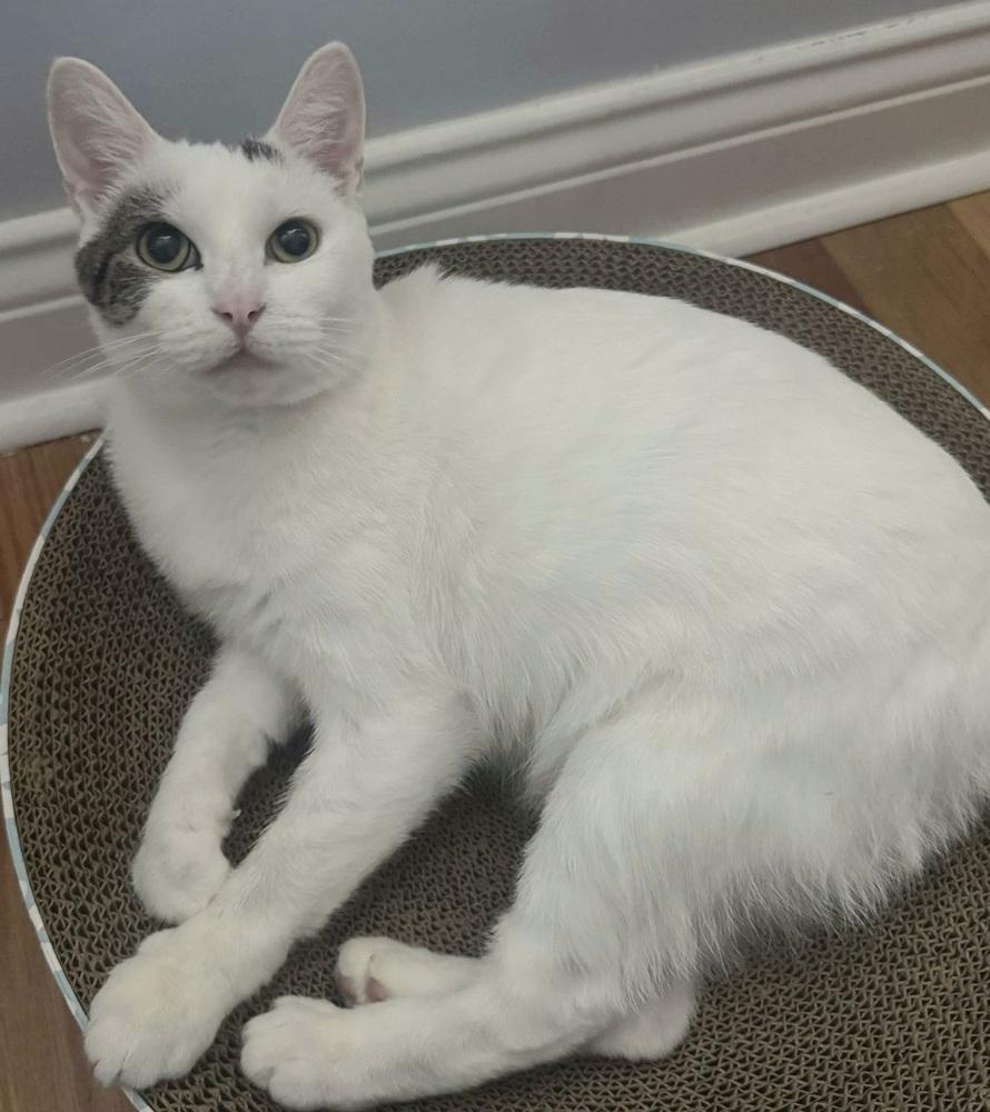 Enlarge Daffodil, a Adoptable Domestic Short Hair in Chicago, IL image 6/6