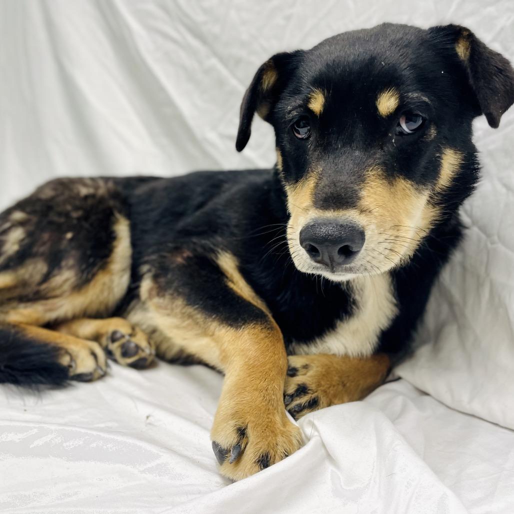 Lil, Adoptable, Young Female Australian Shepherd.