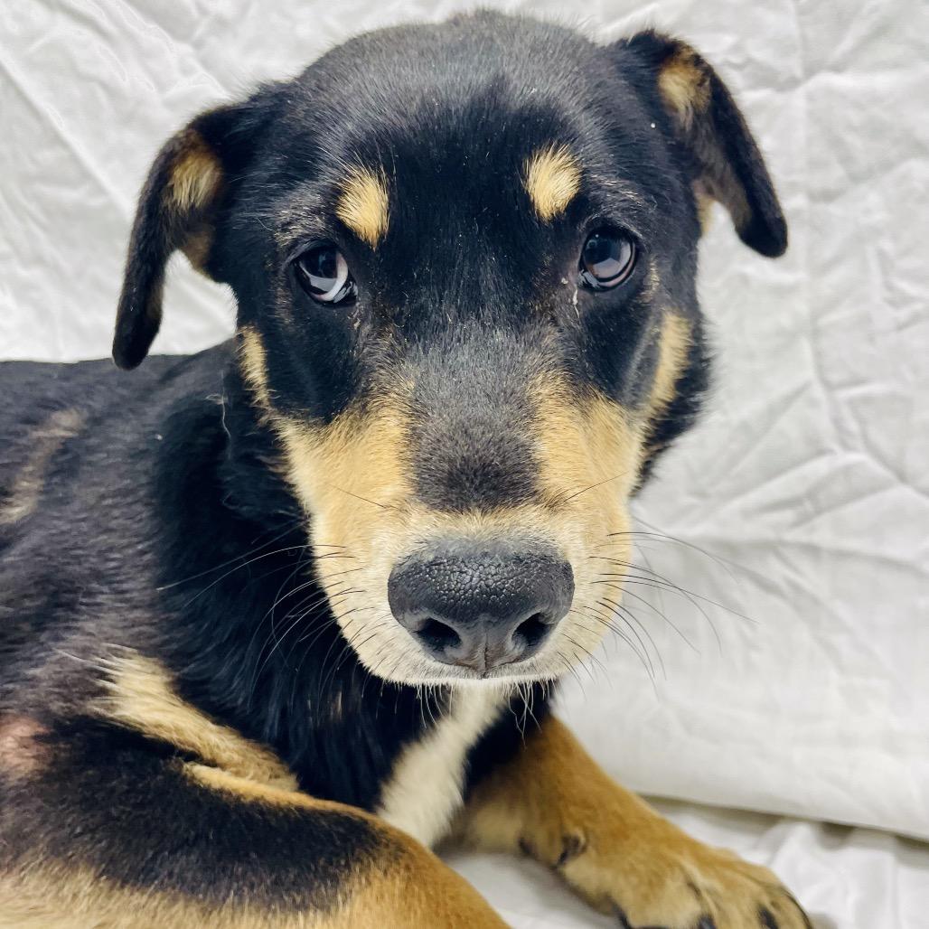 Lil, a Adoptable mixed breed in Lebanon, MO image 2/4