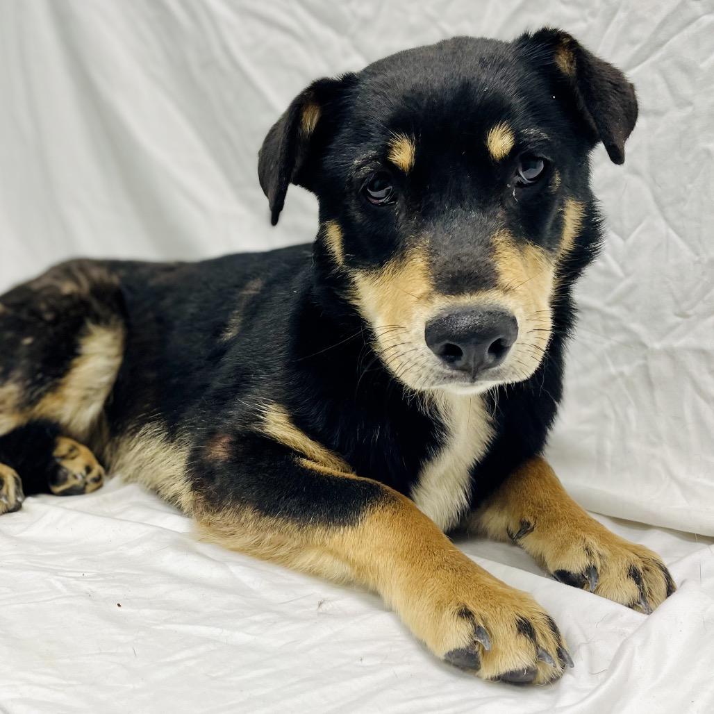 Lil, a Adoptable mixed breed in Lebanon, MO image 3/4