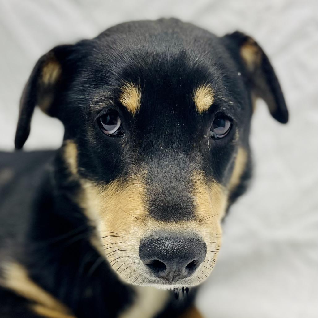 Lil, a Adoptable mixed breed in Lebanon, MO image 4/4