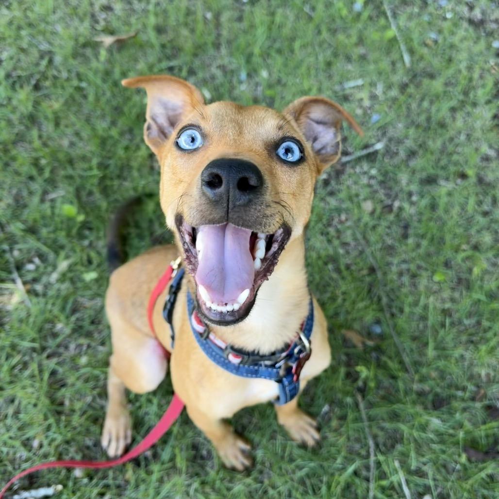 Fletcher, a Adoptable mixed breed in Bessemer, AL image 1/6