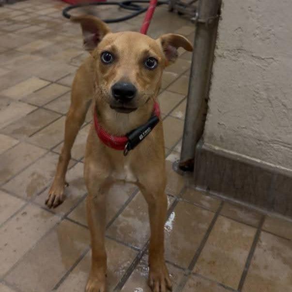 Fletcher, Adoptable, Young Male Greyhound & Terrier.