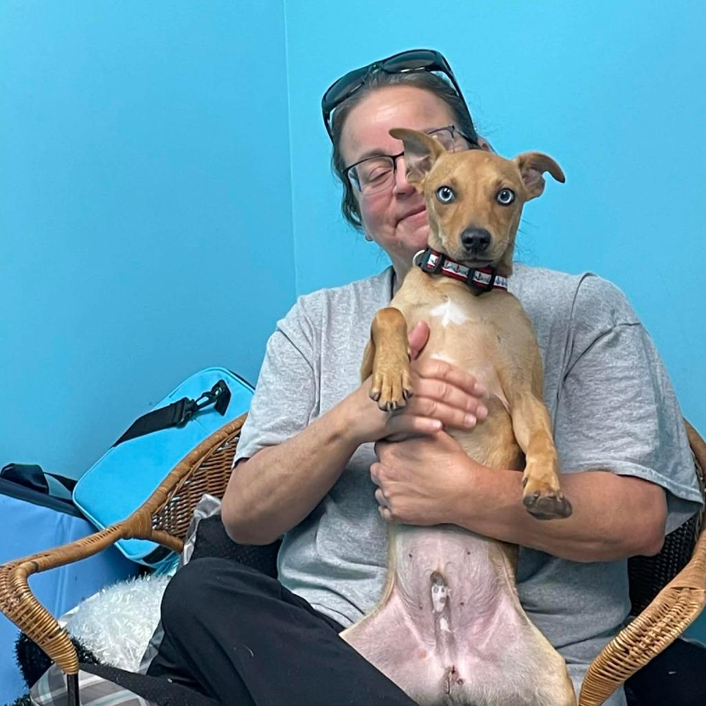 FLETCHER - Terrier / Mixed Breed available for adoption