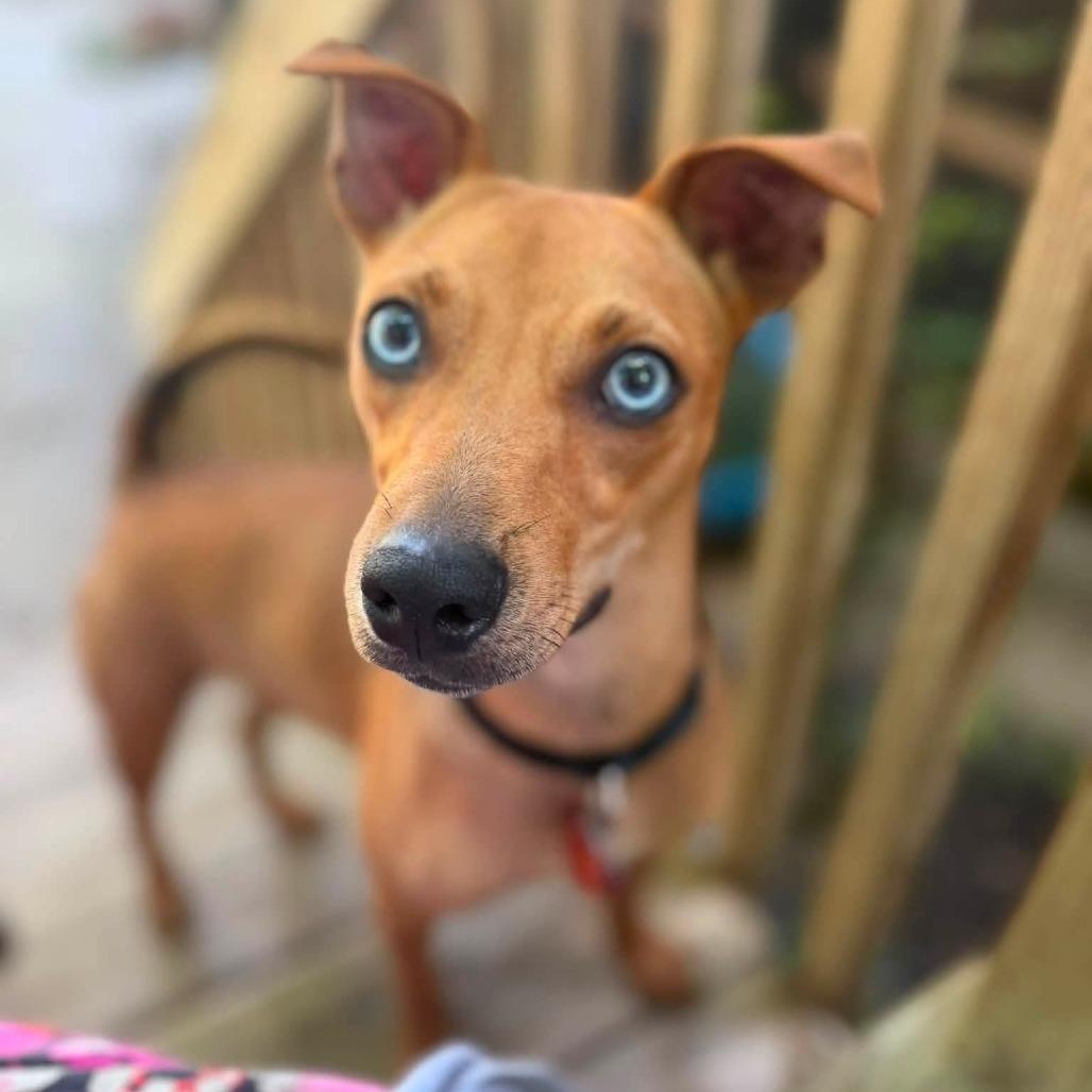 Enlarge Fletcher, a Adoptable mixed breed in Bessemer, AL image 3/5