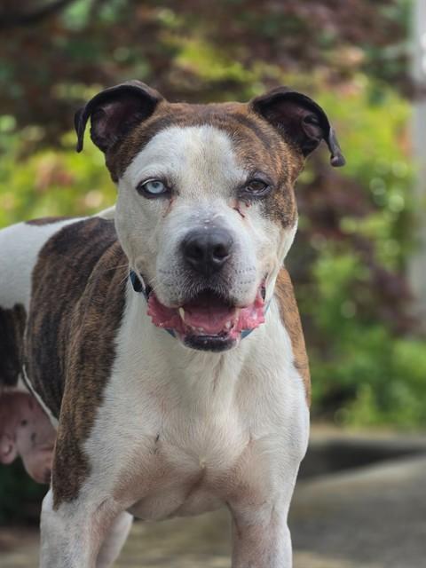 Enlarge SAINT, a Adoptable Pit Bull Terrier in Statesville, NC image 1/1