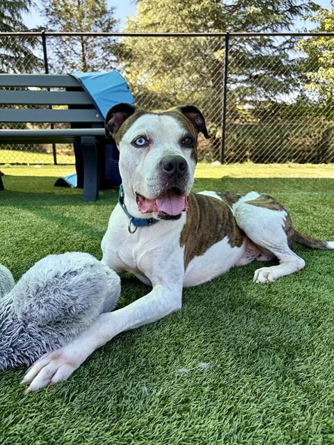 Enlarge SAINT, a Adoptable Pit Bull Terrier in Statesville, NC image 1/1