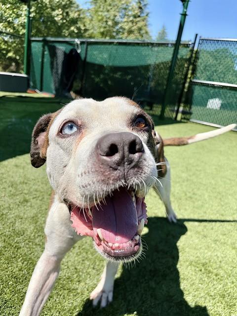 Enlarge SAINT, a Adoptable Pit Bull Terrier in Statesville, NC image 1/1
