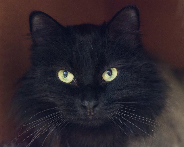 Emerald, Adoptable, Senior Female Domestic Long Hair.