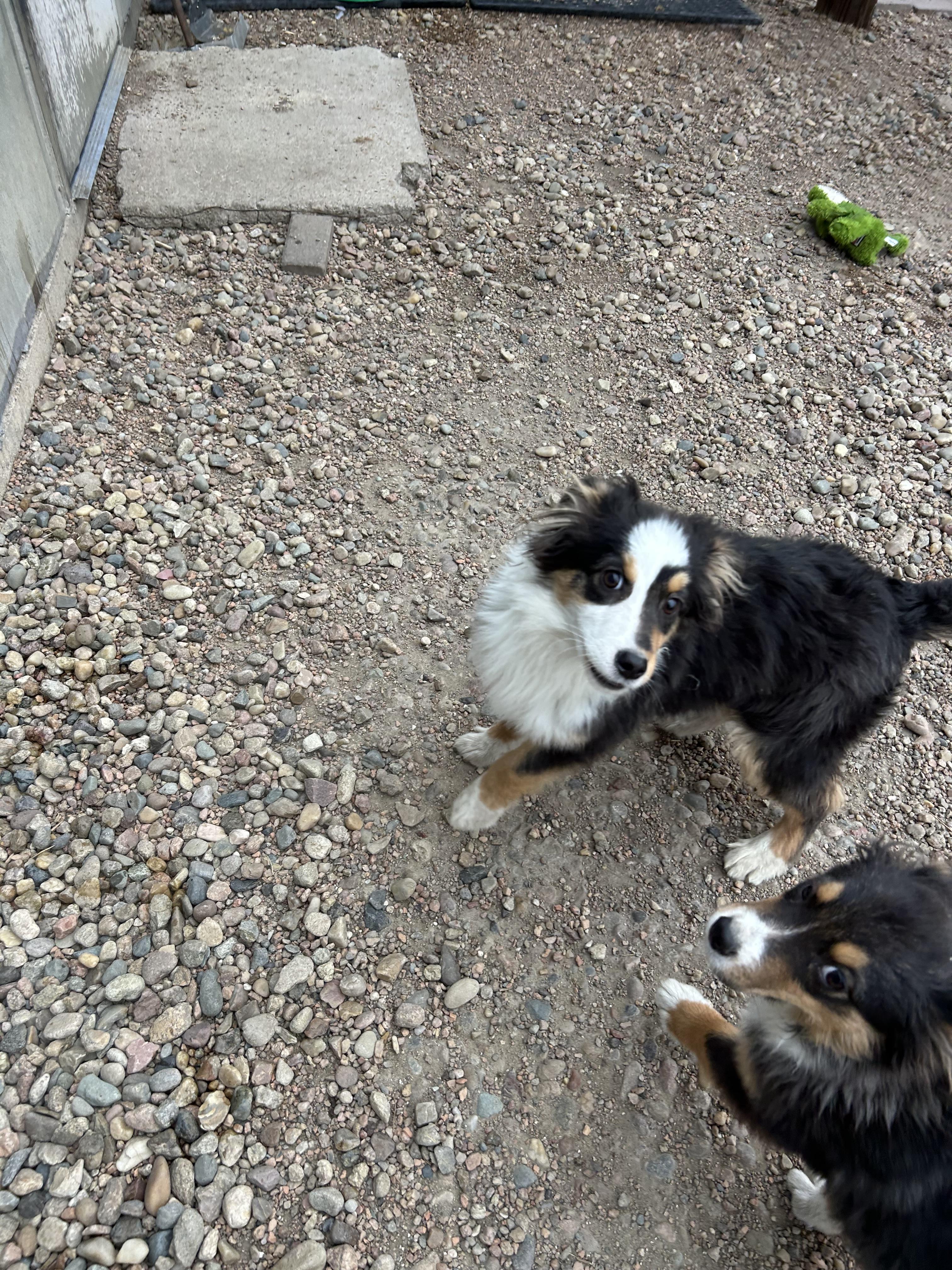 Enlarge Hank, an adopted Australian Shepherd in Wahoo, NE image 1/1
